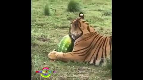 UNBELIEVABLE Animal Moments Caught On Tape Compilation