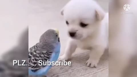 Small dog and bard to love fanny video