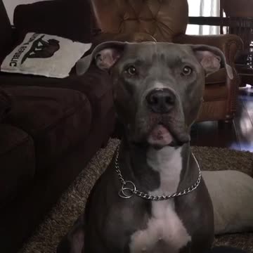 Conversation with a pitbull