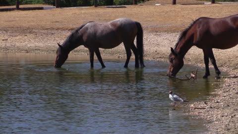 Horses Drinking In The Pond