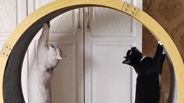 The cat's running wheel, the cat has to exercise