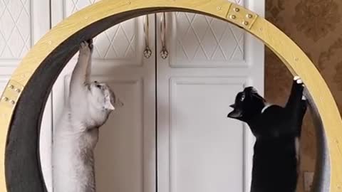 The cat's running wheel, the cat has to exercise