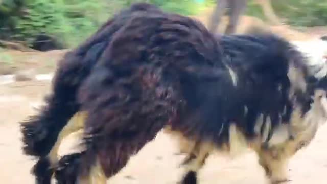 cherukupalli sheeps black tiger aju