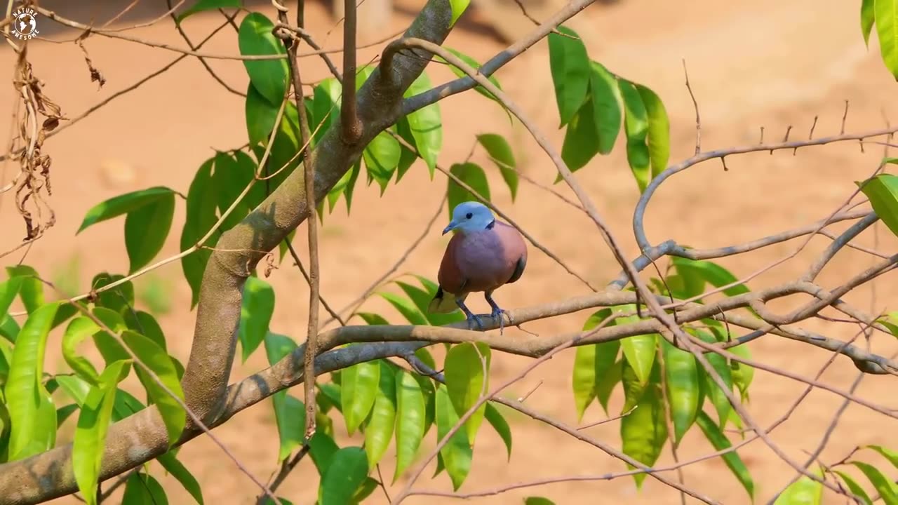 Nature_Birds_Sounds_For_Relaxing___Most_Amazing_Birds