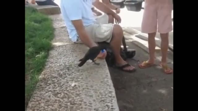 Random Act of Kindness - Feeding A Thirsty Crow