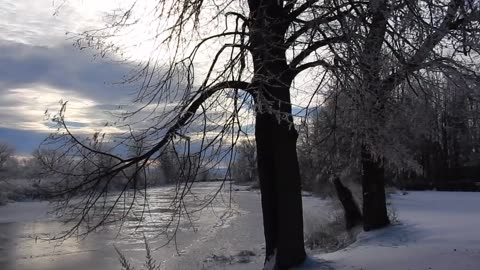 Winter Wonderland & Sun Spots CHRISTMAS 2021..Look at the trees