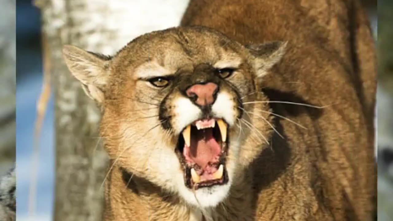 Top 10 Dangerous Big Cat Breads....😭😭😭😭😭😭😭😭😭