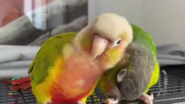 How to take care of your friend