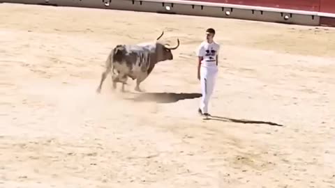 Excellent defence of bull attack