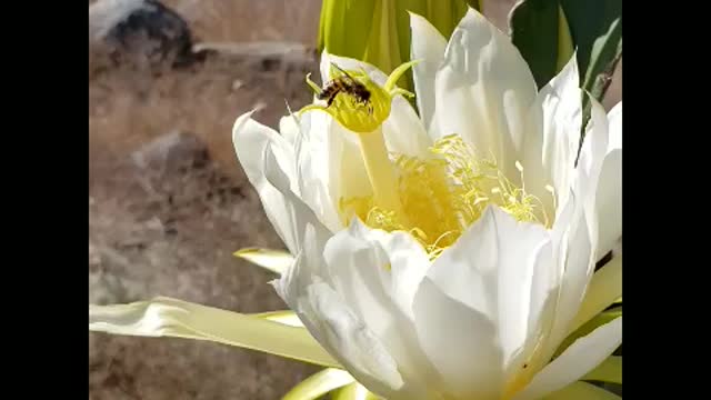 Bee's are amazing