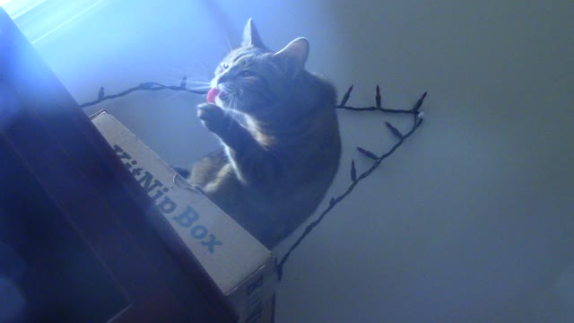 watch my cat lick herself