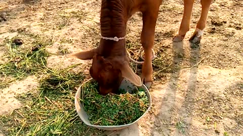 Baby cow eated feed