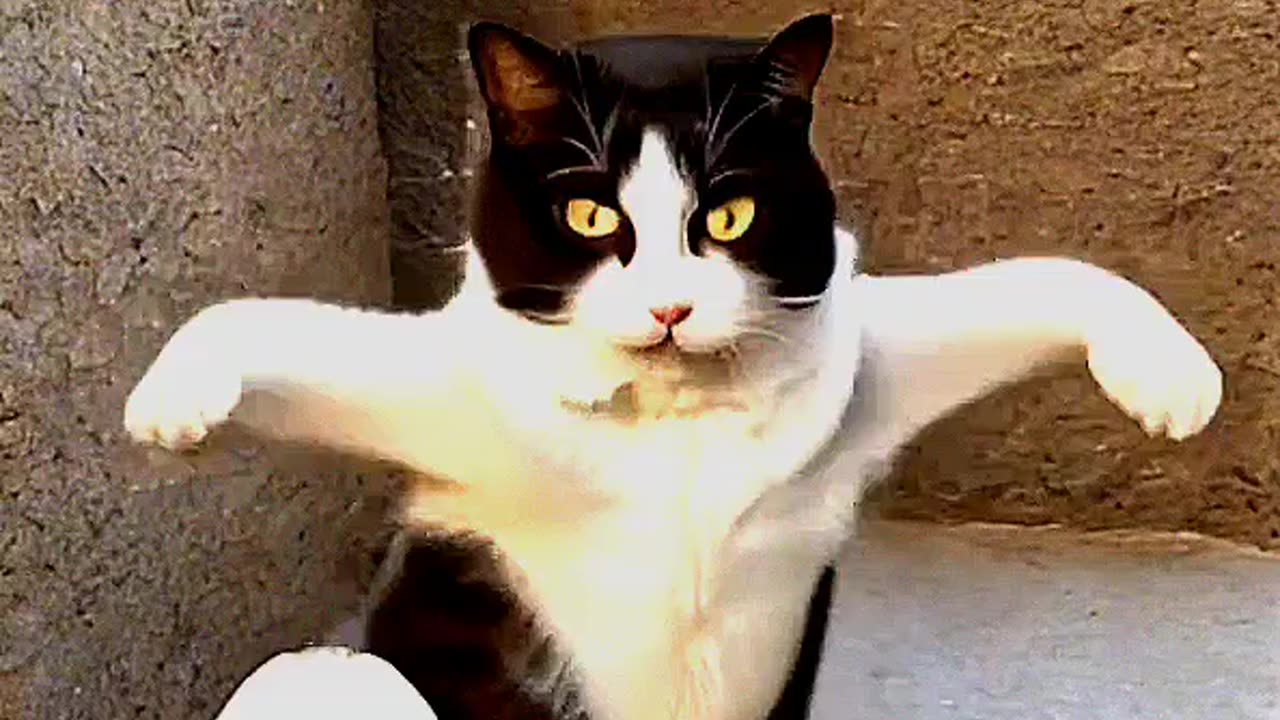 Dancing cat