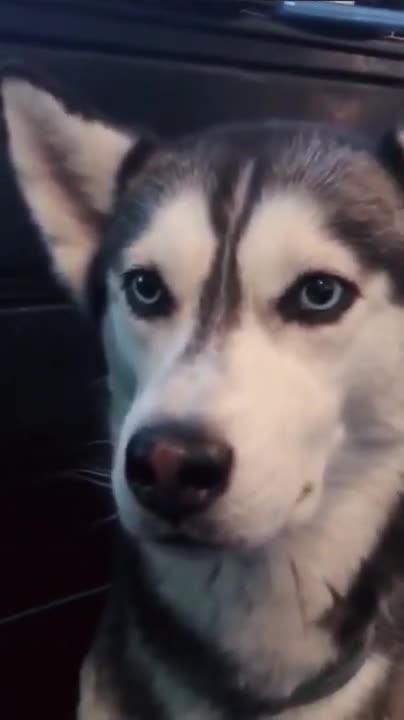 Dog Talking I Love You - Funny Dogs #Shorts