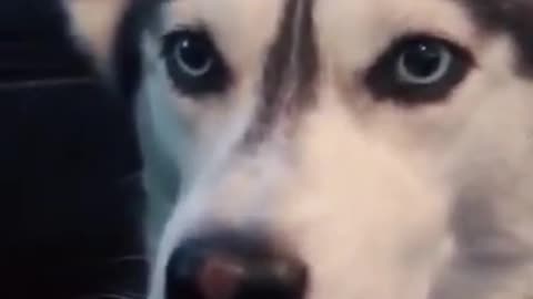 Dog Talking I Love You - Funny Dogs #Shorts