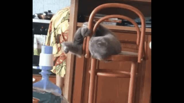 Gif video of cat falling off the chair