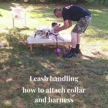 Ruff Cut PodCast Leash Handling part 3 cut a