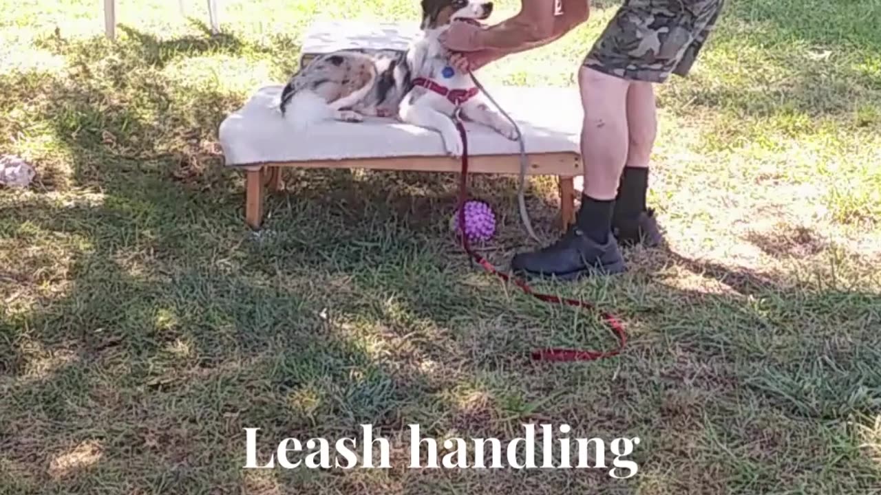 Ruff Cut PodCast Leash Handling part 3 cut a