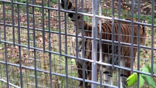 Territorial Tiger Sprays Tourists