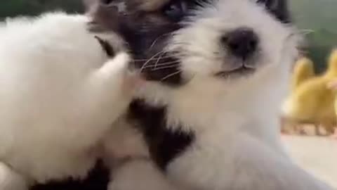 Awesome Funny Pet Animals