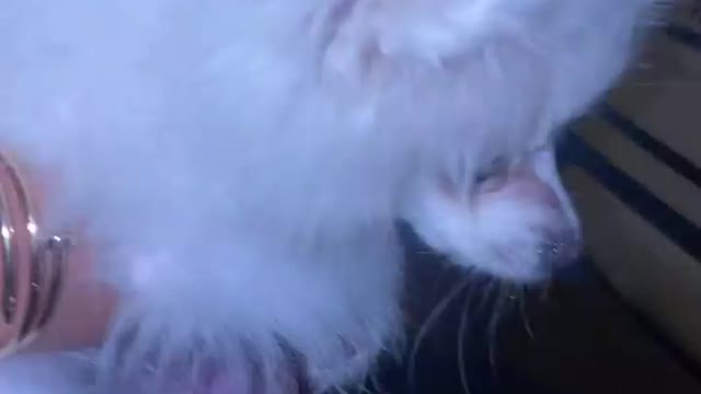 The cat in the face of the dog