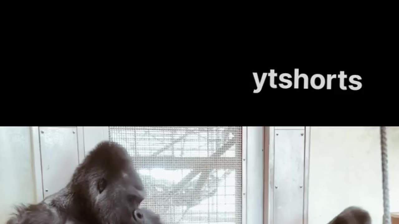 New, Fresh, Funny, cute animals π¦πͺππβπ¦Ίπ videos for our loving πβ₯οΈπ€ viewers.