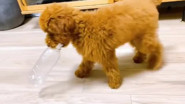 cute puppy do you like it ?