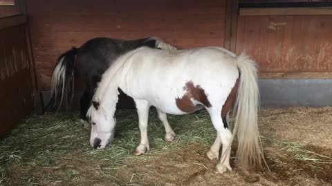 The black and white horses are lovingly eating