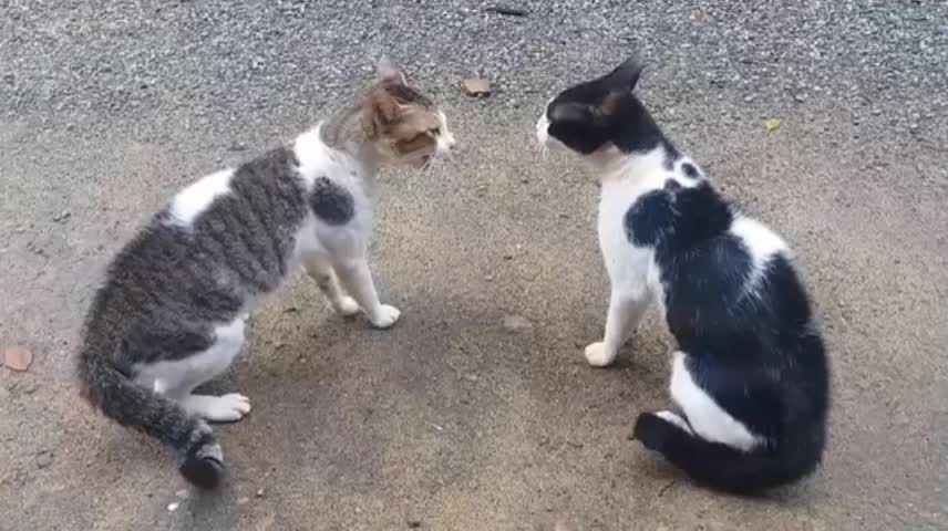 Funny cat video