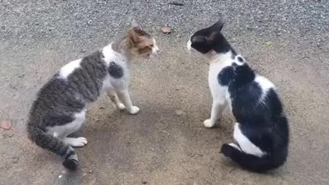 Funny cat video