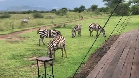 Safari In Tanzania