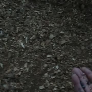 Hand feeding some chicken treats