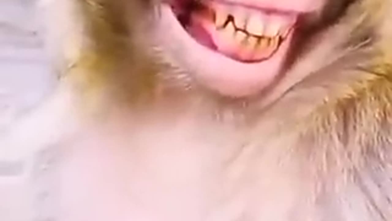 Funny monkey smile