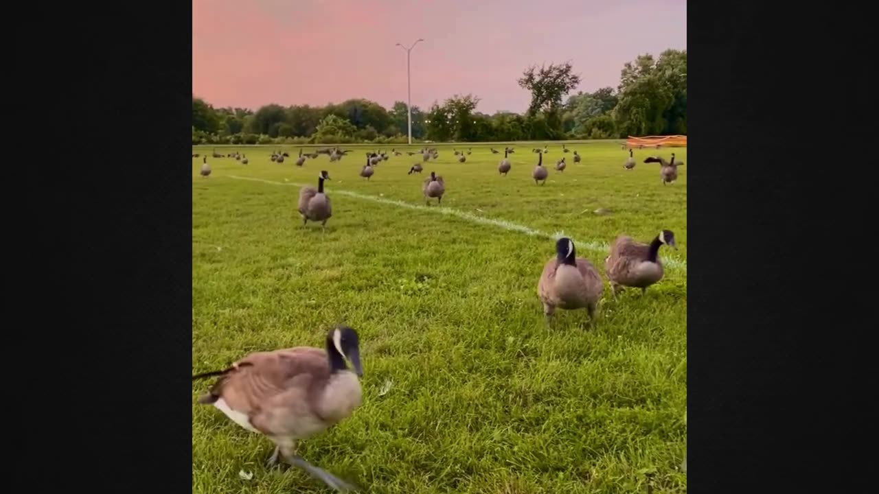 The Goose Is an Adorable Love Story