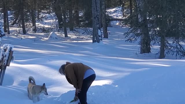 Flirt and Phoebe chasing tennis balls in the snow