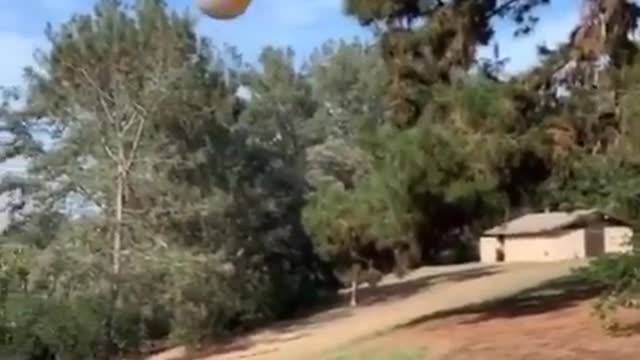 Dog has amazing skills (must watch)