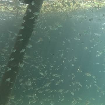 Snorkeling Adventures Philippines. A lot of fish hanging out around us!!