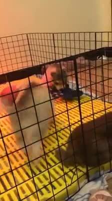 happy evening moments. toying of adorable puppies. I love these dogs so much