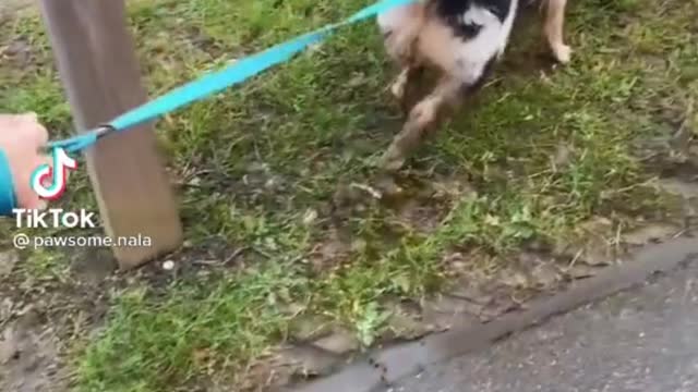 The Secret of Training an Obedient Dog