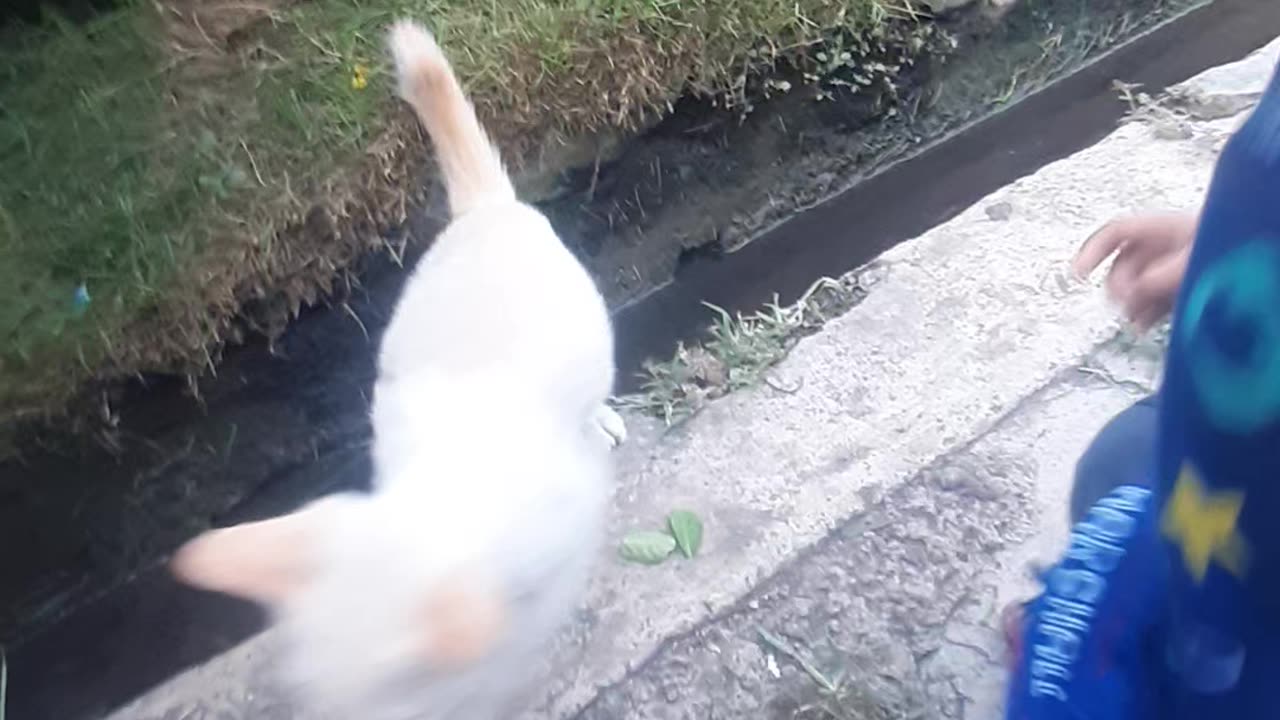 Kid playing with little kittens