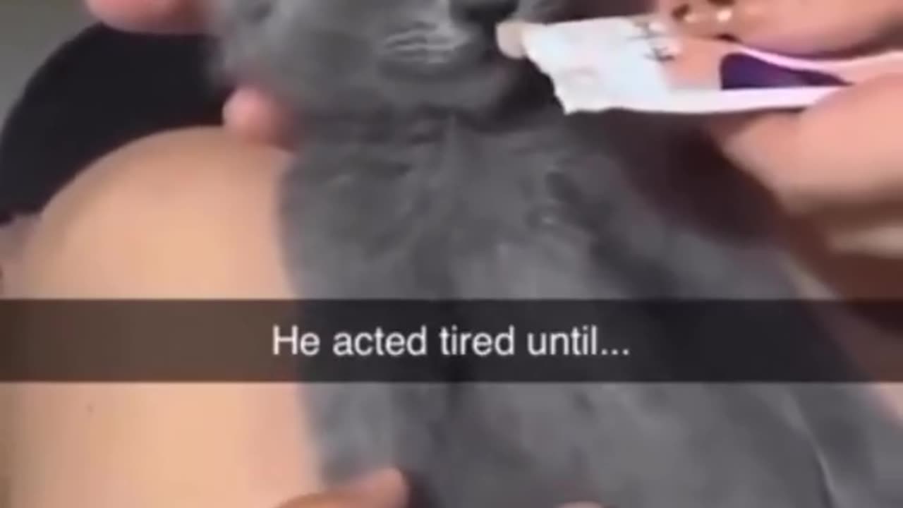 Tired Kitten, Until...