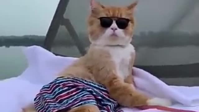 Cute Funny Pets video ,cat ,dog,Video.try to not laugh