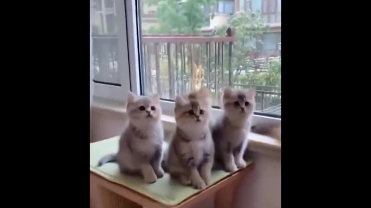 Cute, funny baby Cates and animals