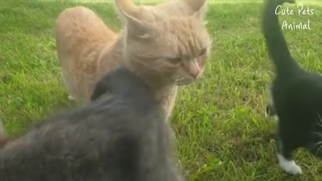 TRY NOT TO LAUGH - CUTE AND FUNNY PETS TO BRIGHTEN YOUR DAY