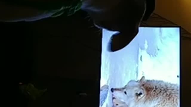 Terriers watching animal planet