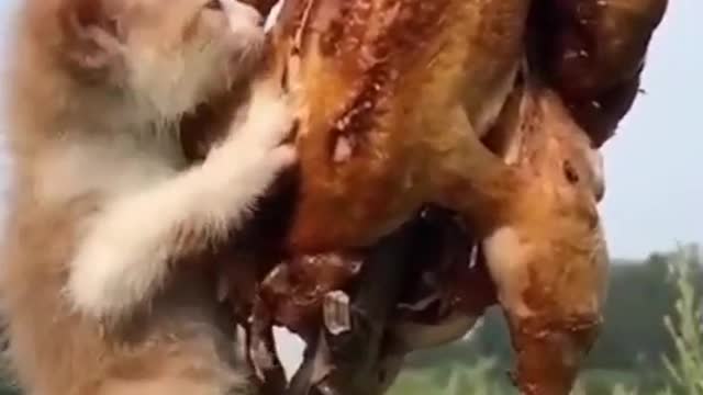 watch this kitten eat chicken