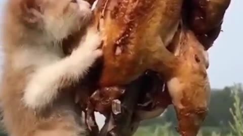 watch this kitten eat chicken