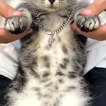 Adorable cat sleepily dances to the music in a funny way