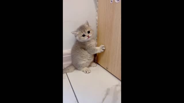 Kittens can't find toys