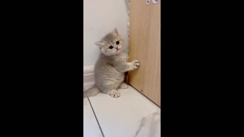 Kittens can't find toys